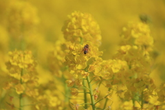 みつばちと菜の花