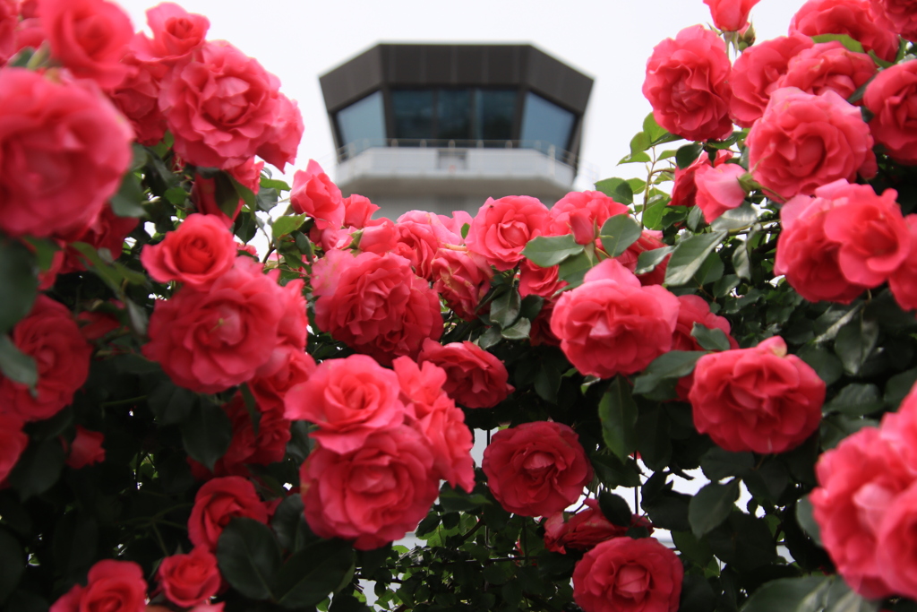 薔薇と管制塔