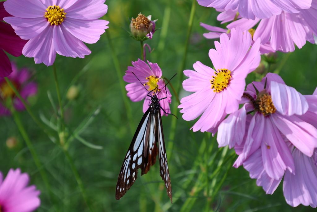 アサギマダラとコスモス