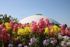 キンギョソウとドーム