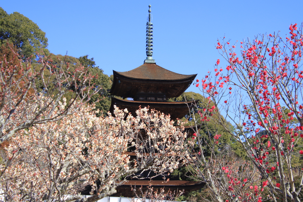 五重塔と梅
