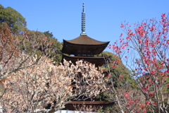 五重塔と梅
