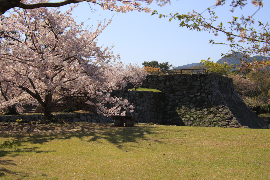 石垣と桜2