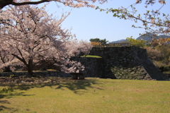 石垣と桜2