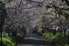 サクラのトンネル3