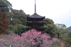 五重塔と梅