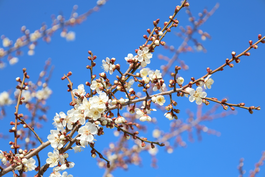 青空と白梅