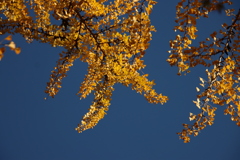 青空とイチョウ