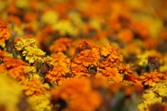 マリーゴールド2