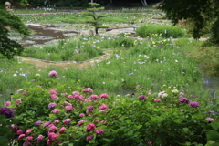 紫陽花、花菖蒲、睡蓮2