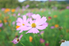 秋桜8