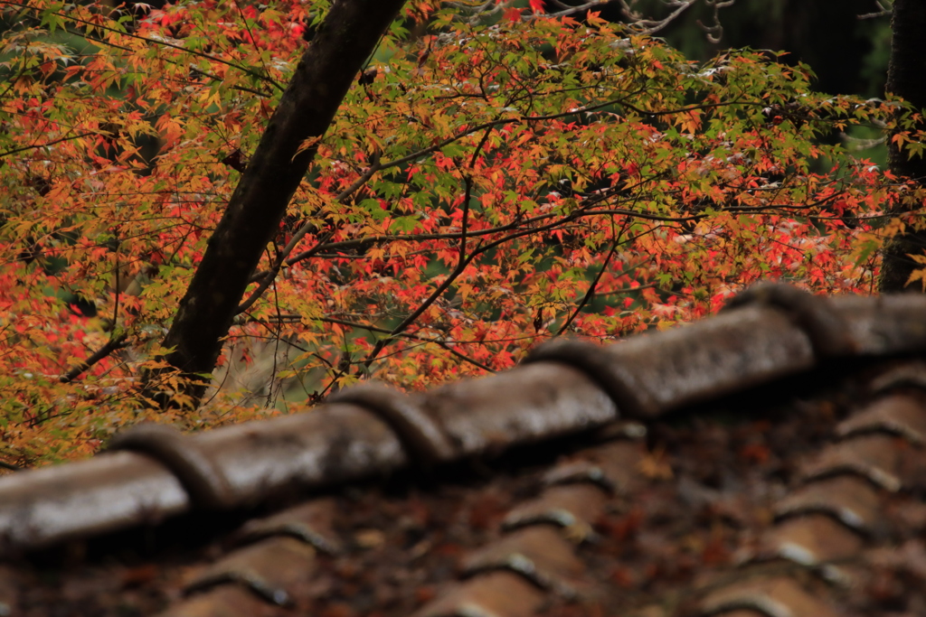 11.9重源の郷紅葉8