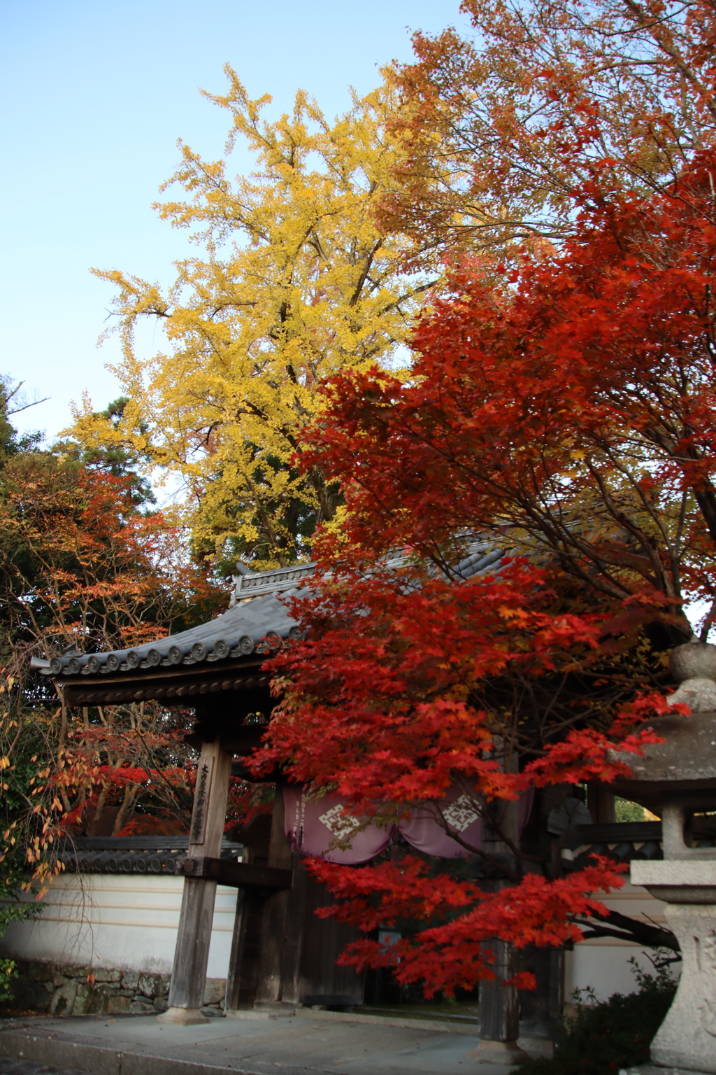 紅葉とイチョウ