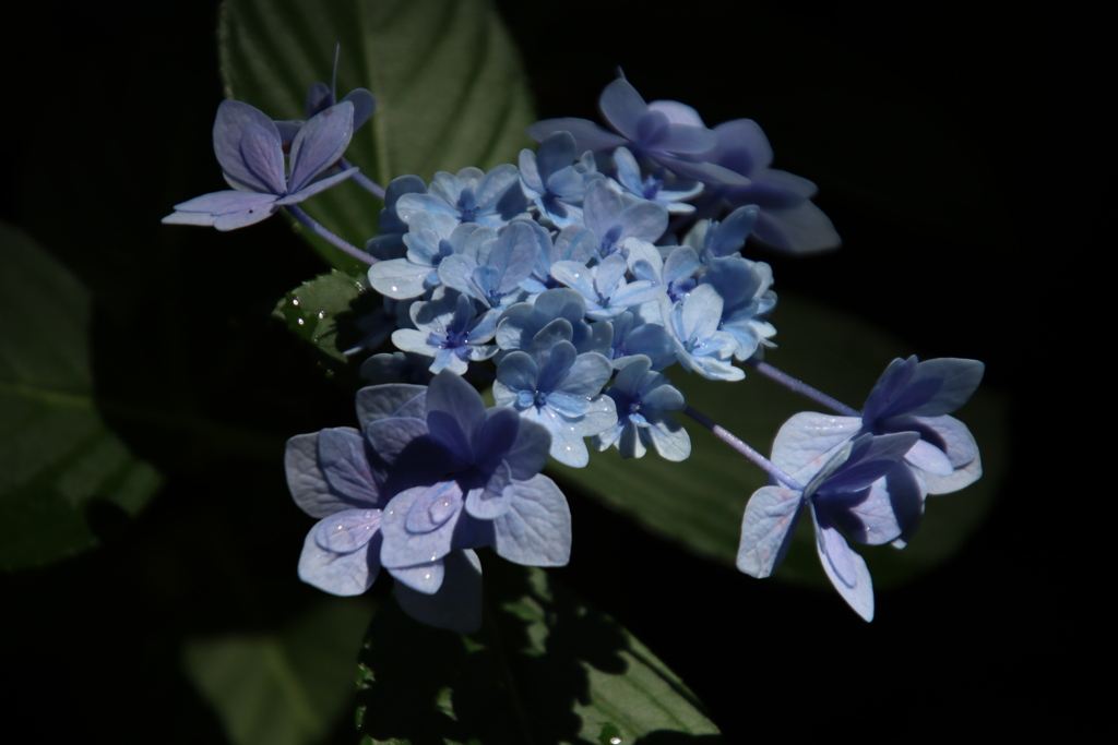 紫陽花3