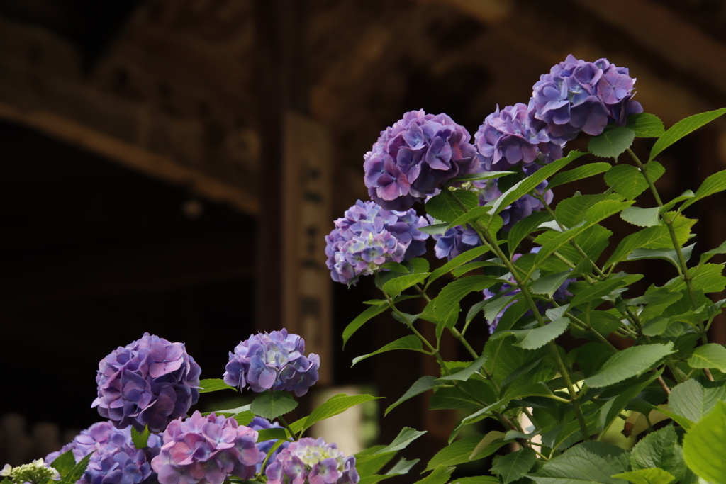 あじさいと仁王門