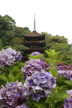 アジサイと五重塔1