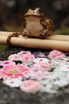花手水とカエル1
