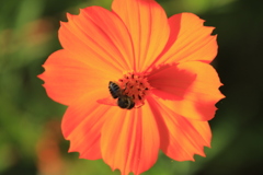 キバナコスモスとミツバチ