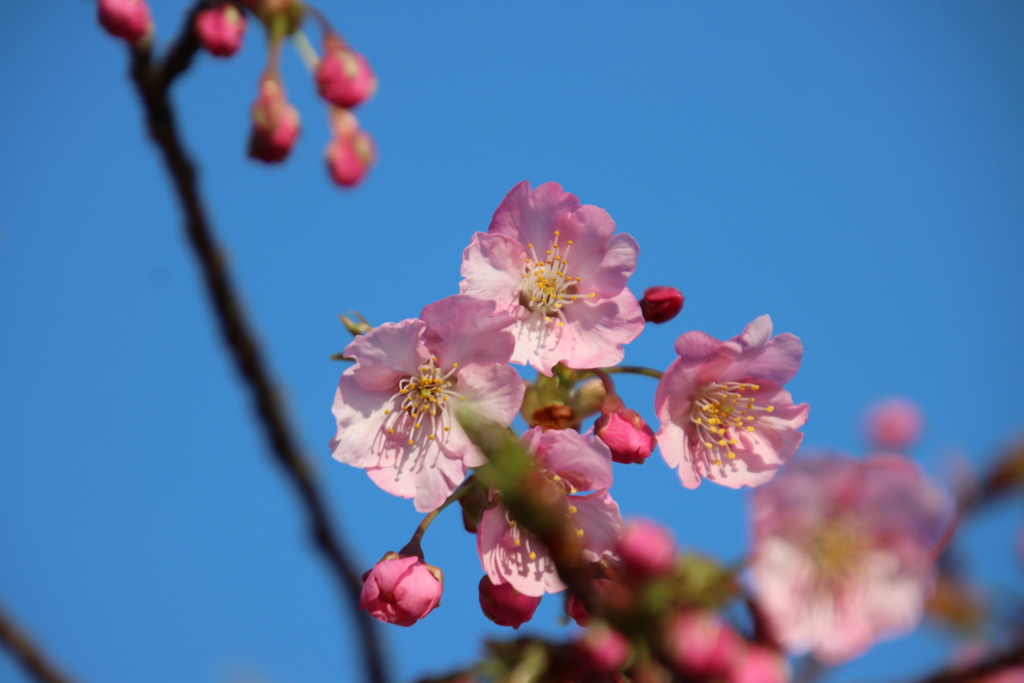 河津桜と青空
