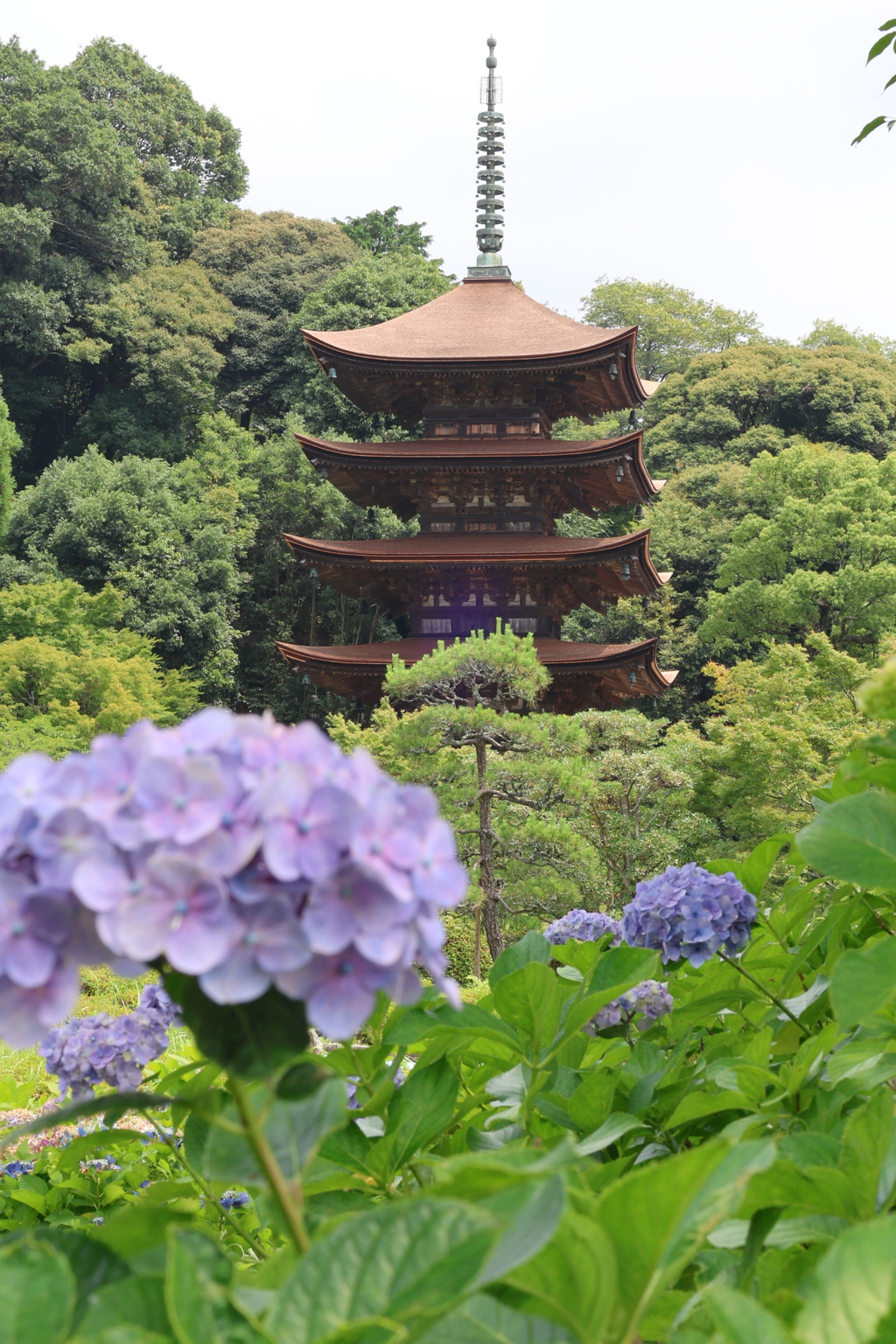 アジサイと五重塔3
