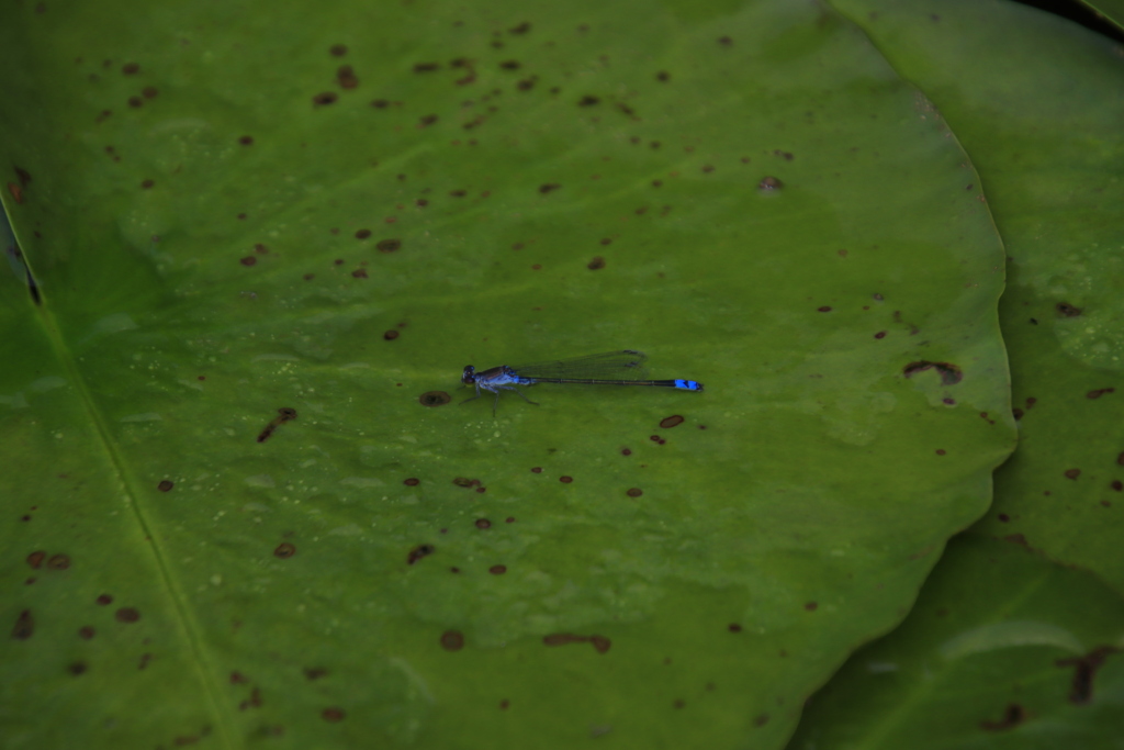 ナガイトトンボ