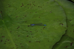 ナガイトトンボ