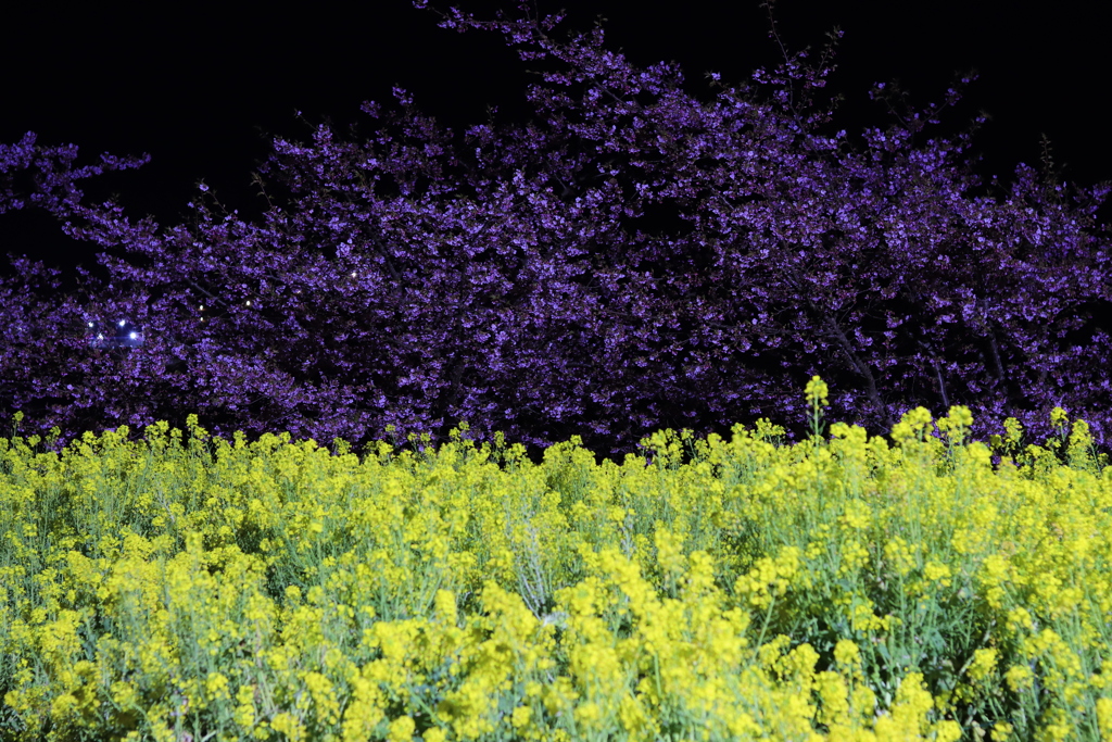 河津桜と菜の花のライトアップ3