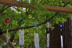 風鈴と青もみじ