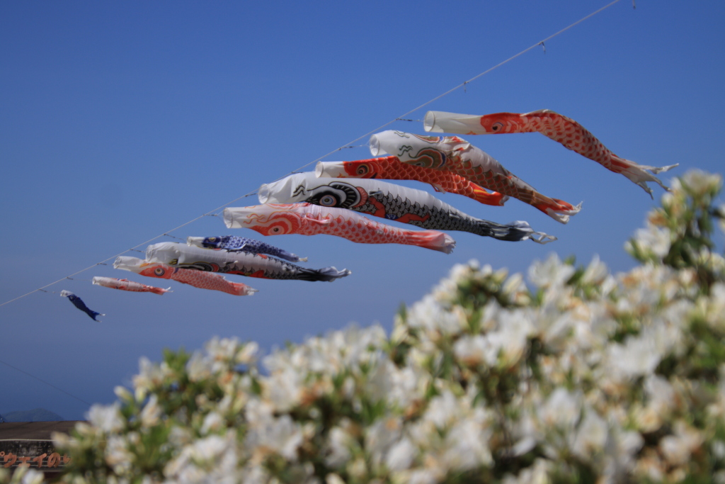 ツツジと鯉のぼり