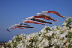 ツツジと鯉のぼり