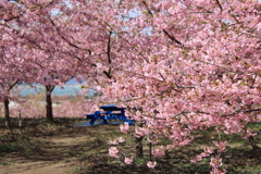 河津桜と手作りテーブル