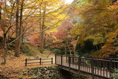 重源の郷の紅葉2