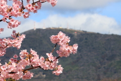 河津桜とテレビ塔