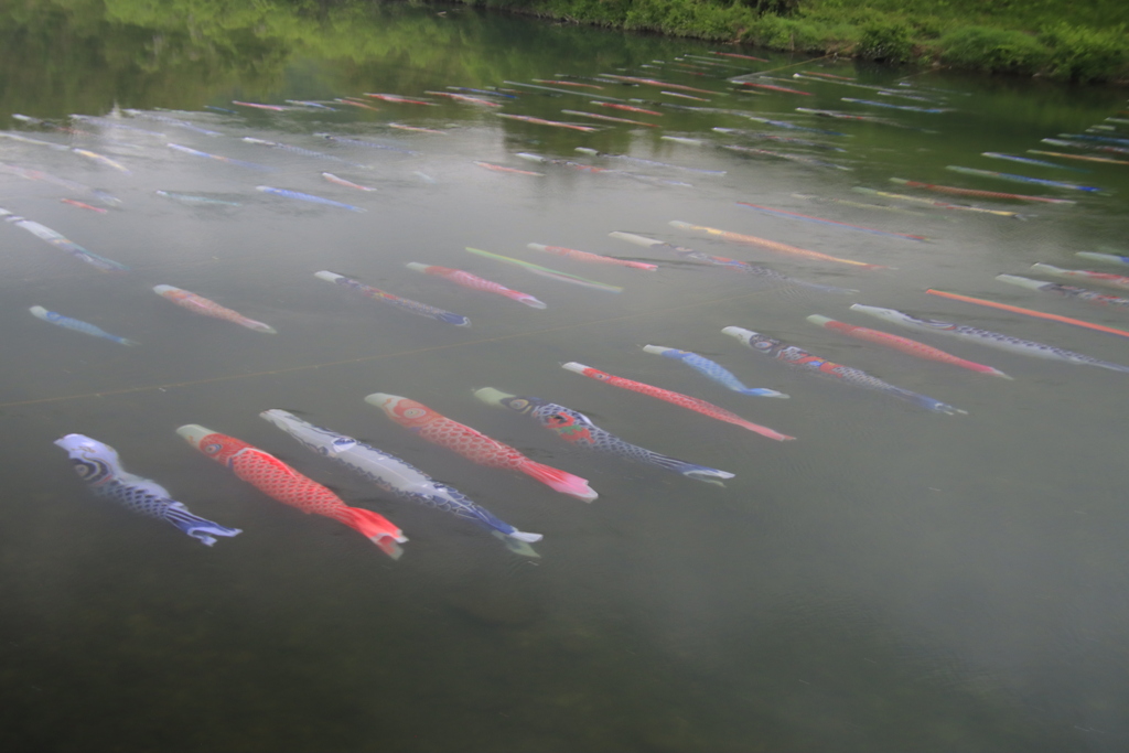 佐波川こいながし5