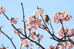 蓬莱桜とメジロ4