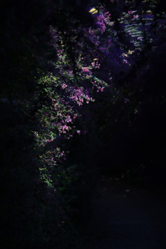 ハギのトンネル3