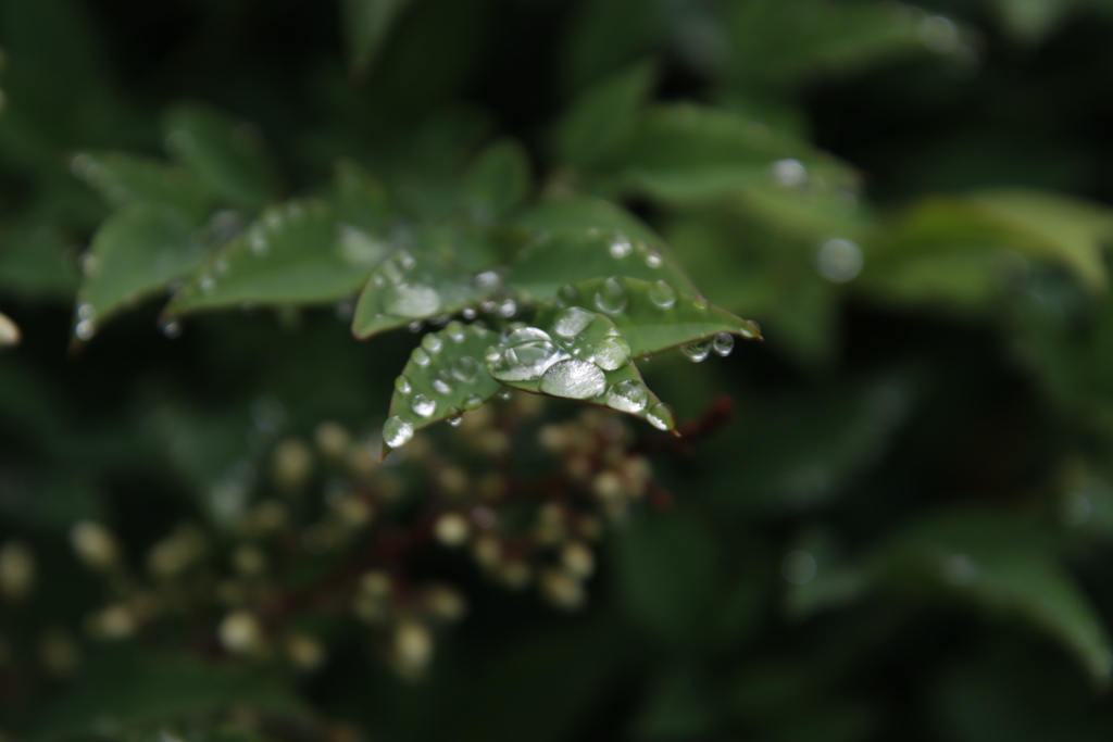 朝露２