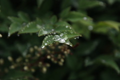 朝露２