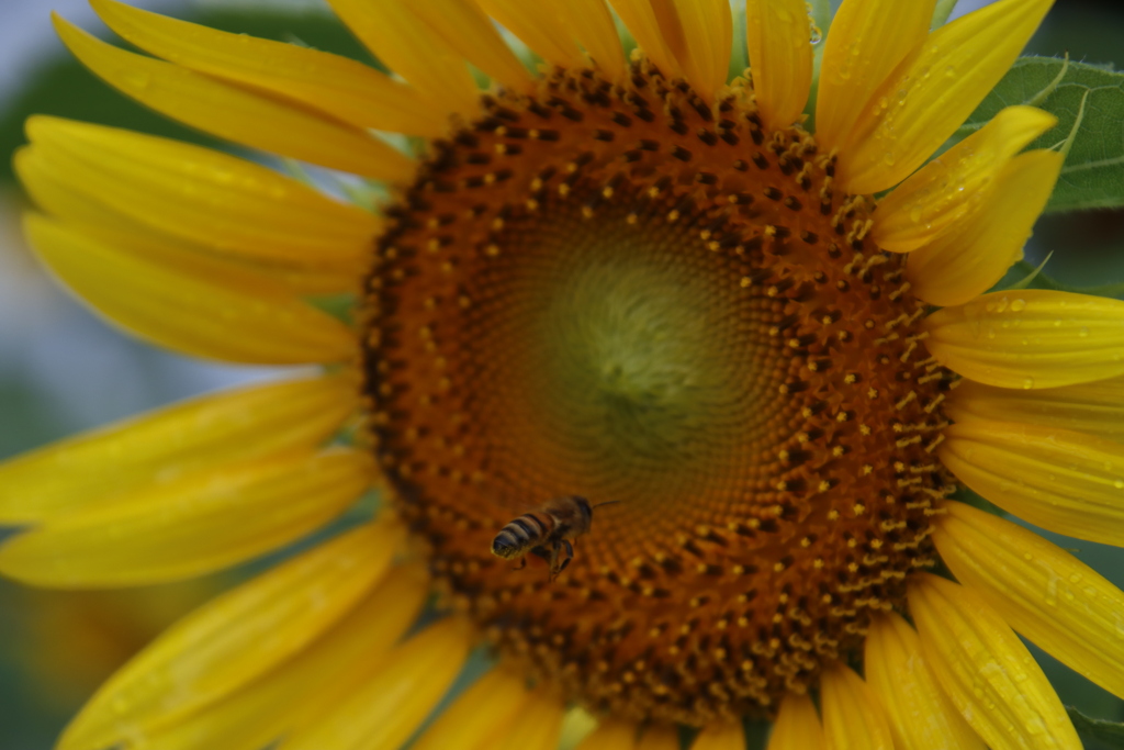 ミツバチとひまわり2