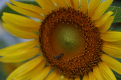 ミツバチとひまわり2