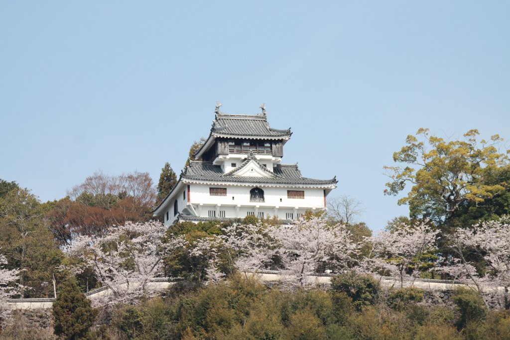 岩国城と桜