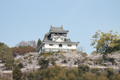 岩国城と桜