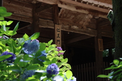 仁王門と紫陽花