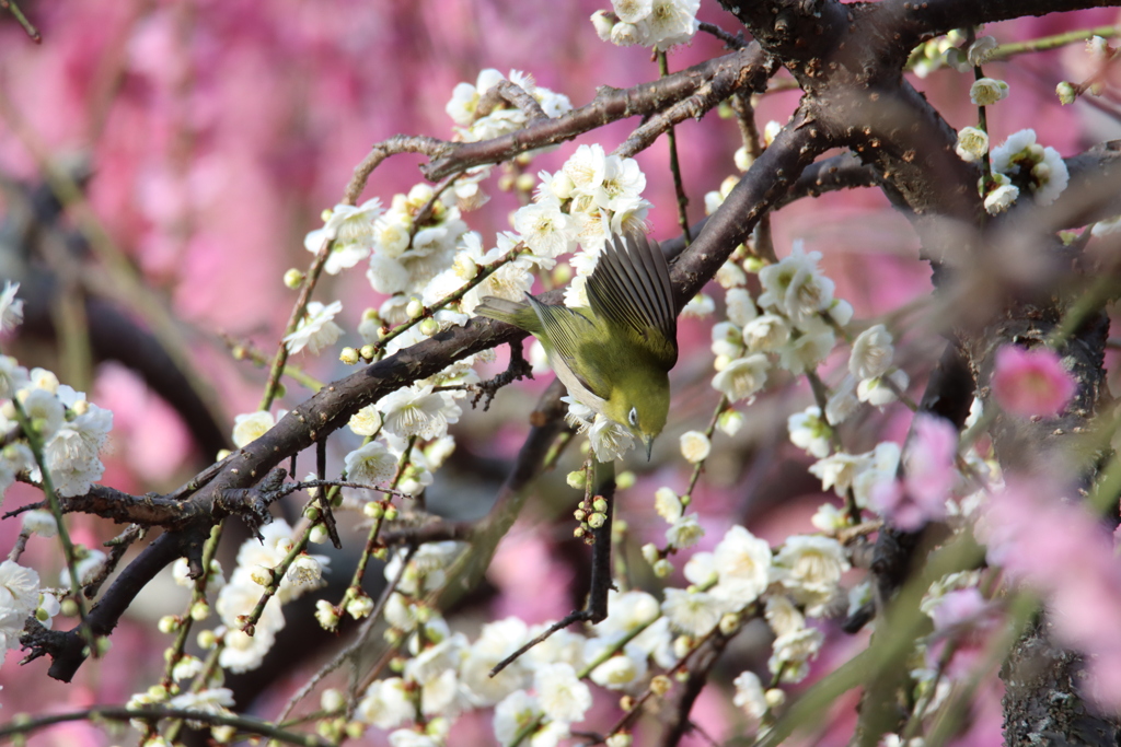 梅とメジロ2
