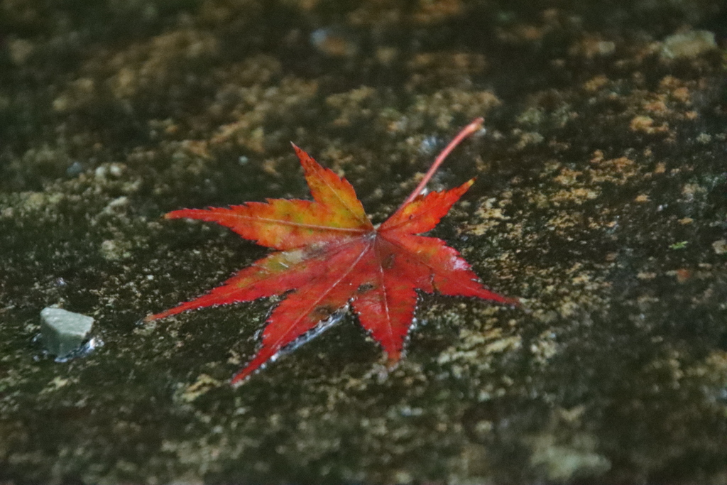 落ち葉