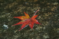 落ち葉