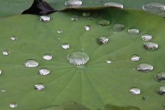 水玉