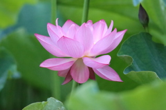 大賀蓮4
