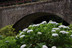 眼鏡橋とあじさい