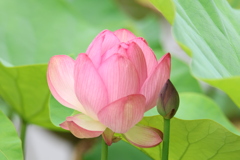 源久寺の大賀蓮5